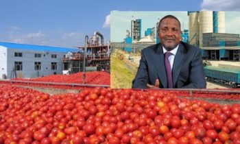 Dangote’s Tomato Processing Plant Barely Managing To Operate Profitably