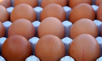 FG To Boost Egg Production, Inaugurates National Egg Production Scheme in Kogi